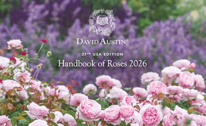 Rose Inspiration Guide