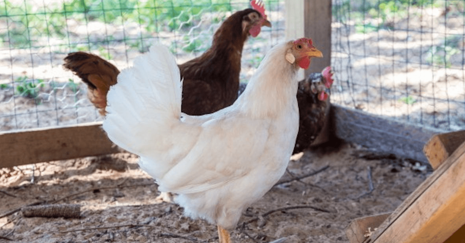 Defend The Flock Calendar