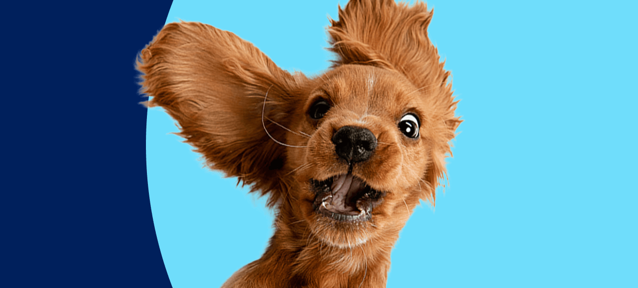 Petco Puppy Playtime