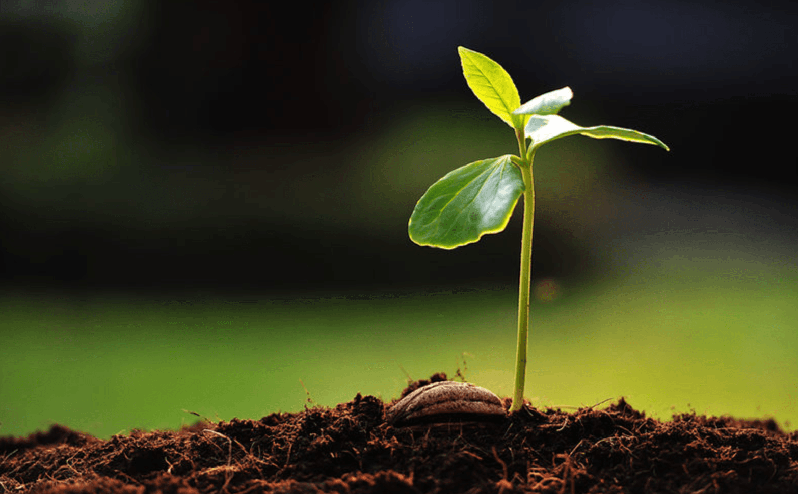 Envelope Ad Tree Seedling