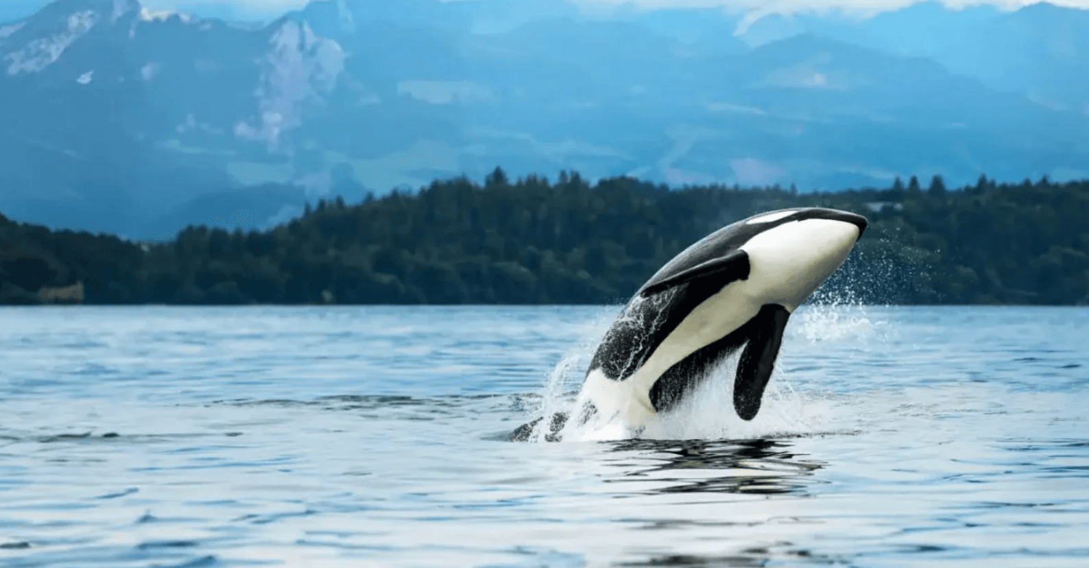 Holland America Cruise