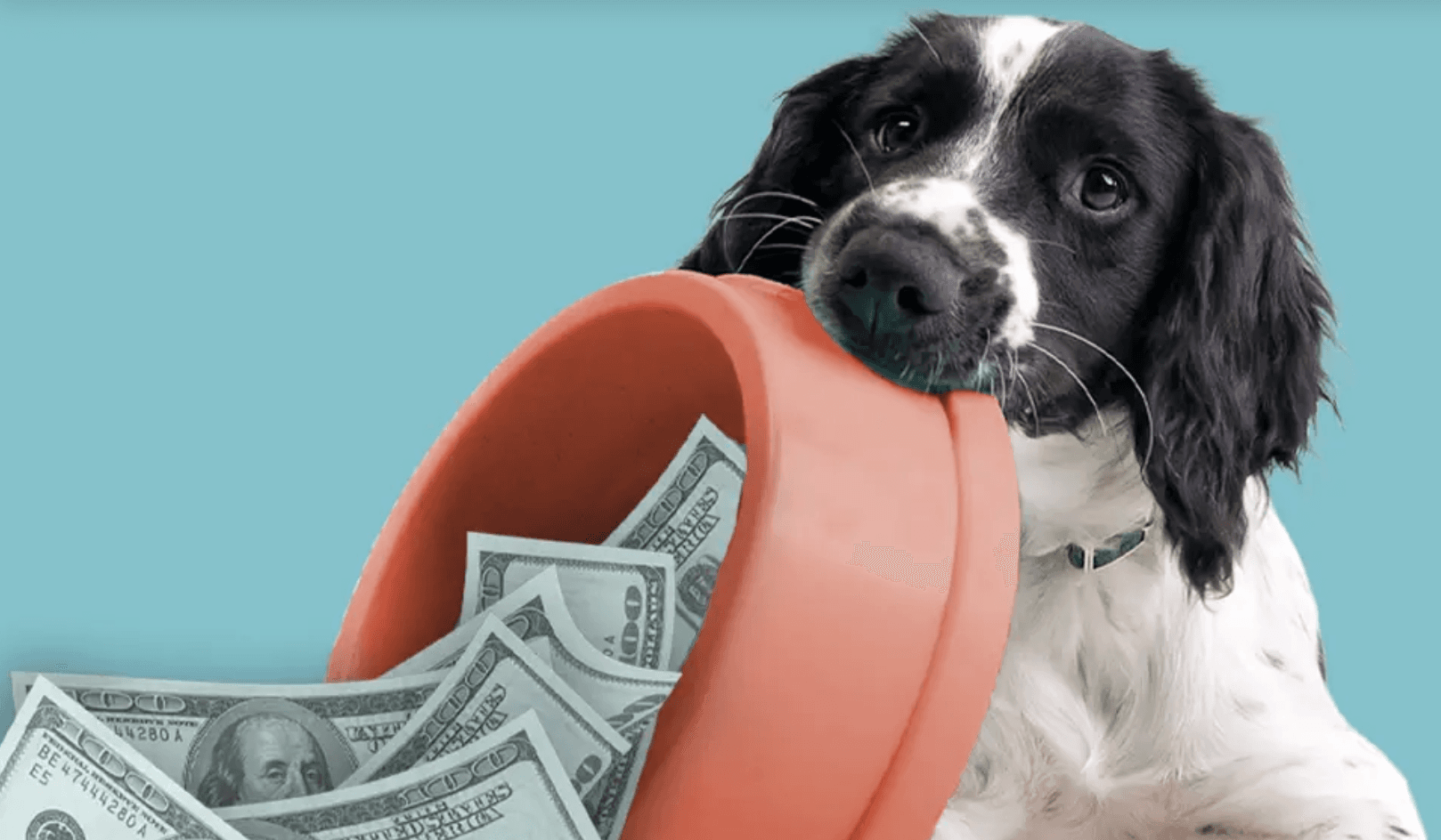 Blue Buffalo Dog Food